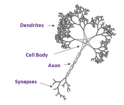 the biological neuron